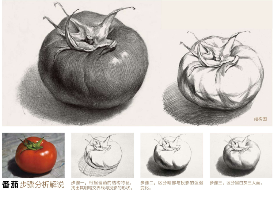 素描起步系列十二│单体静物素描